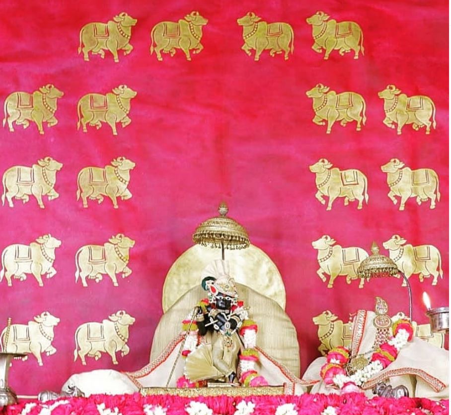 red backdrop with stencilled gold cows shri radharaman temple