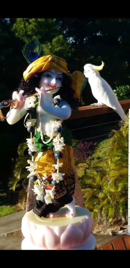 Krishna deity 12 inch on lotus base sri Hari with a garland of jasmine and berries, on a blue background wearing a yellow turban and dhoti