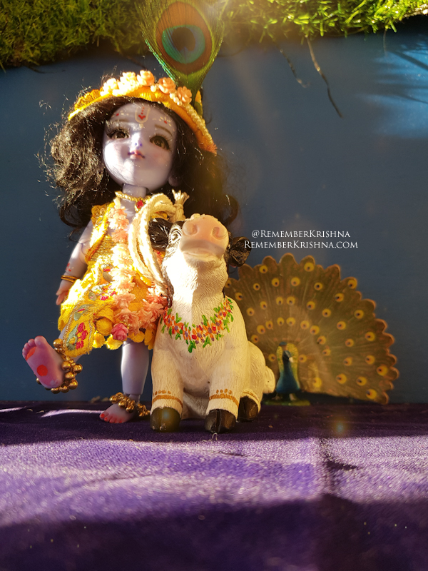 Krishna doll walks in with poseable body cow and peacock 