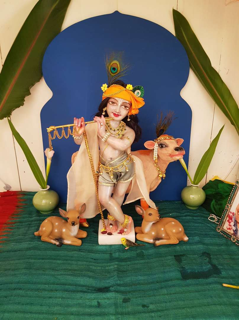 Krishna deity with large surabhi cow behind him and twin deer at his lotus feet. deity of krishna on altar with blue background and teal carpet