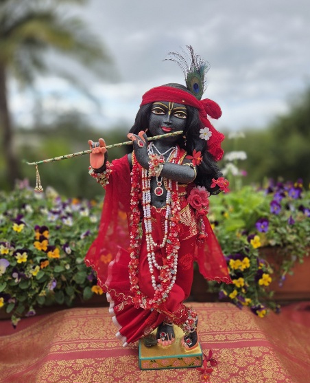 hand carved deity of Krishna black marble 18inches tall photo standing with ornate red shringar against a forest backdrop with flowers and sky special outfit with pleat