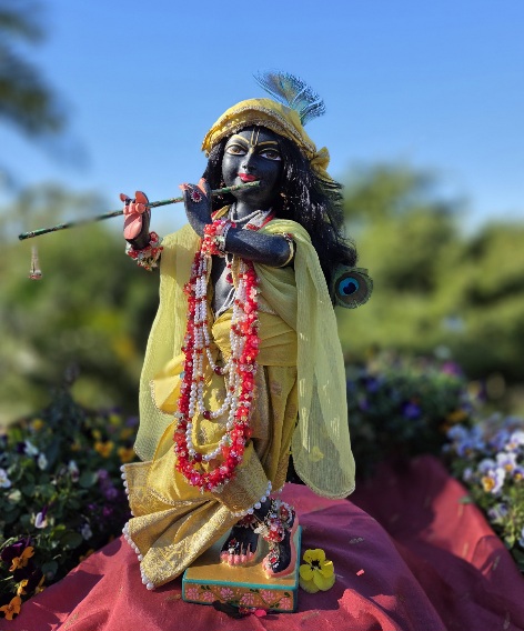 front view of Gopinath Krishna deity. Black marble carved form wearing yellow with a decorative peacock feather in His tumbling black hair. Krishna deity plays a green bamboo flute and wears yellow garments